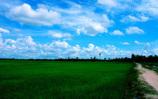 Rice Field