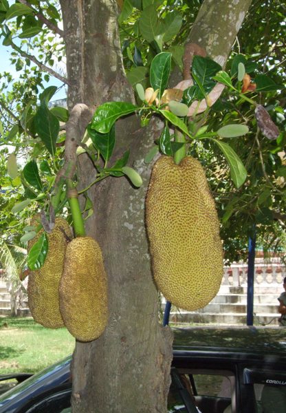 Jack Fruit